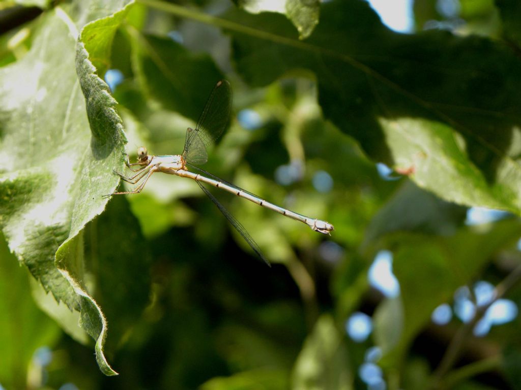 Chalcolestes cfr. viridis